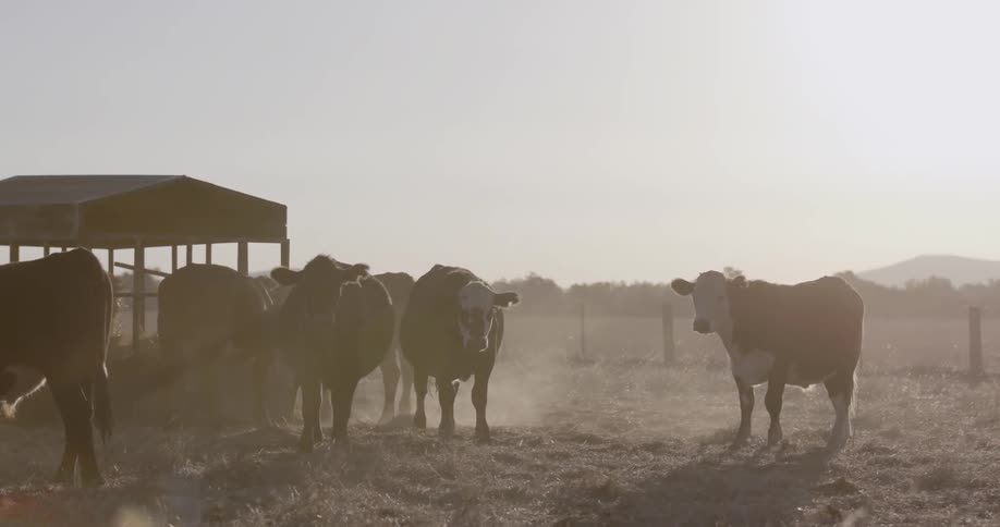 A herd of cows outside