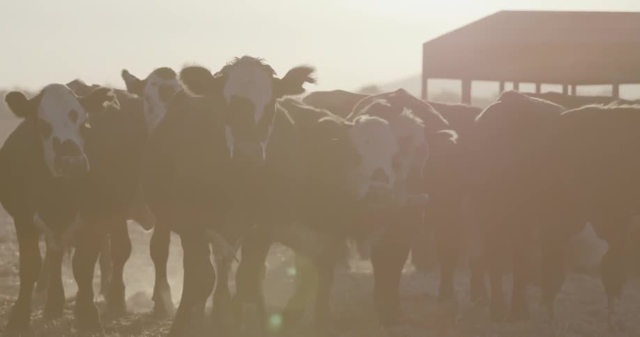 Cattle standing in a pasture in the sunlight
