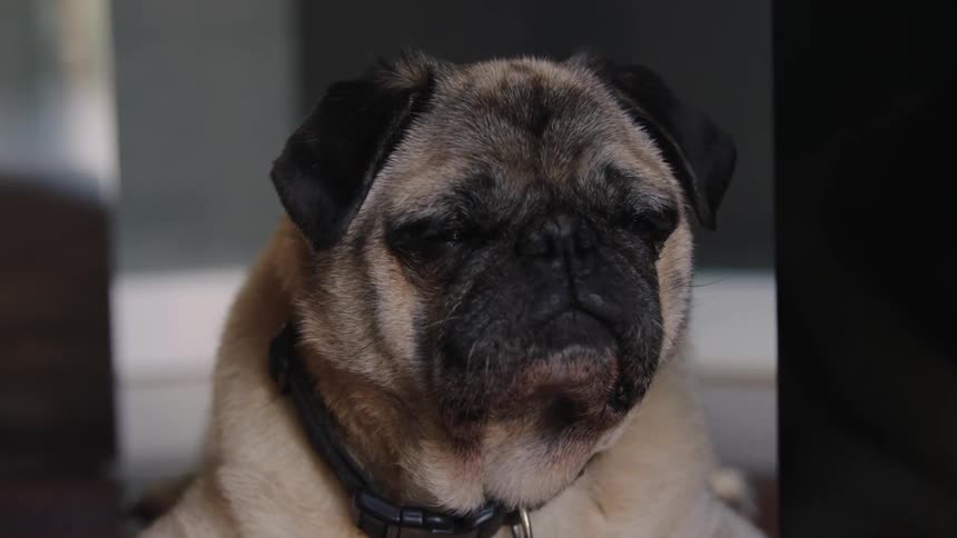 A dog is relaxing sitting on the floor
