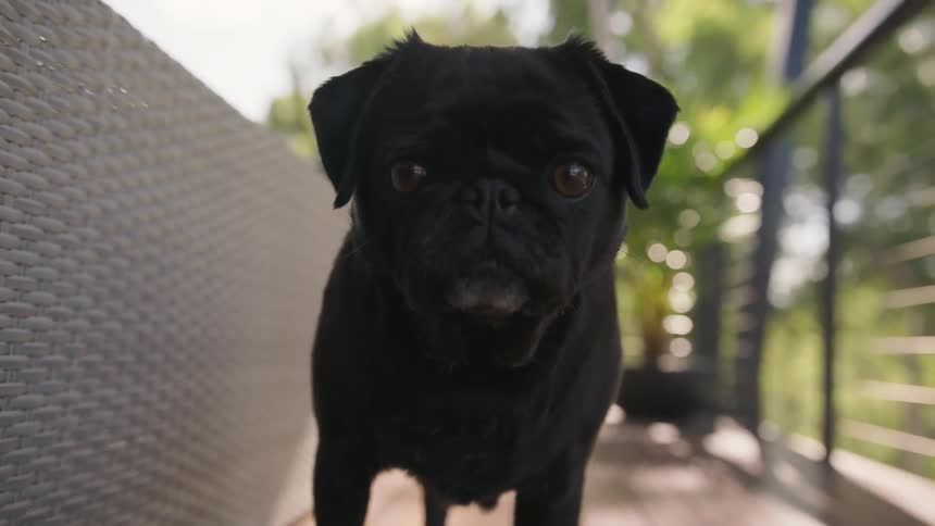 A pug dog standing on a porch moves its ears