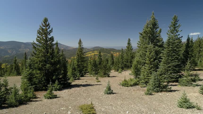 The rock filled field leads to a green forest