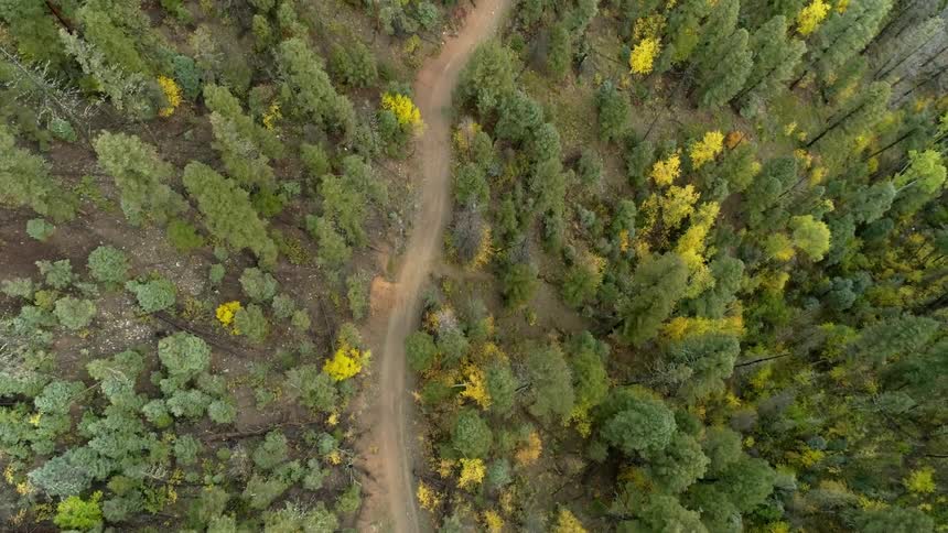 Dirt road in between yellow and green trees in forest