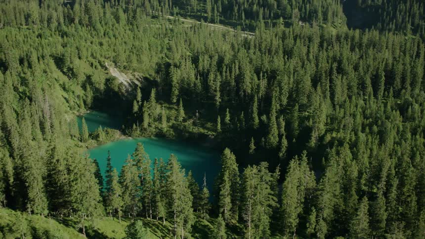 A pond with blue water sits in the middle of this large forest
