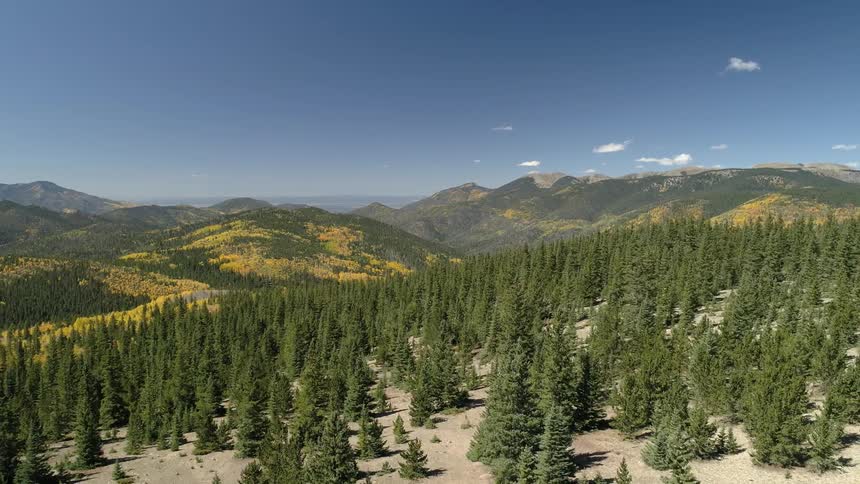 A forest ending near a sandy area