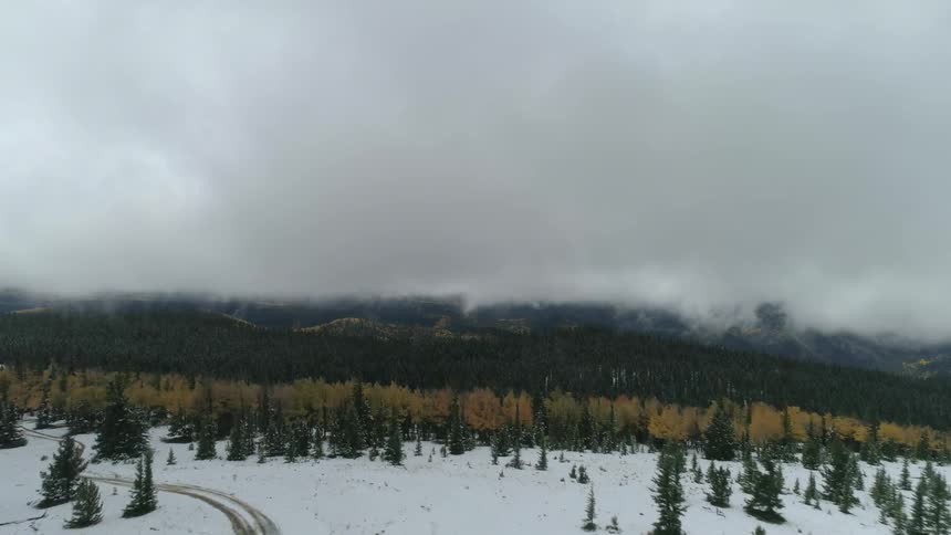 Tire tracks in snow lead into a mountain forest