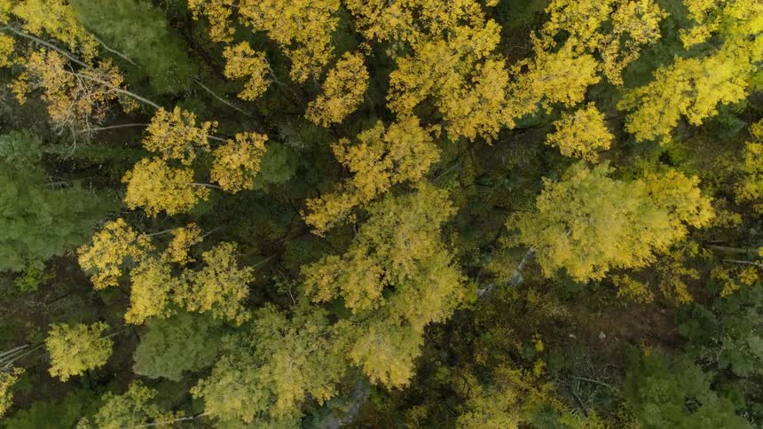 The tree tops of this forest are yellow