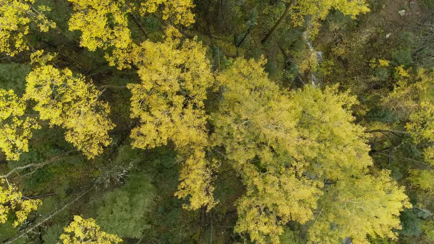Trees with yellowing leaves stand in a forest