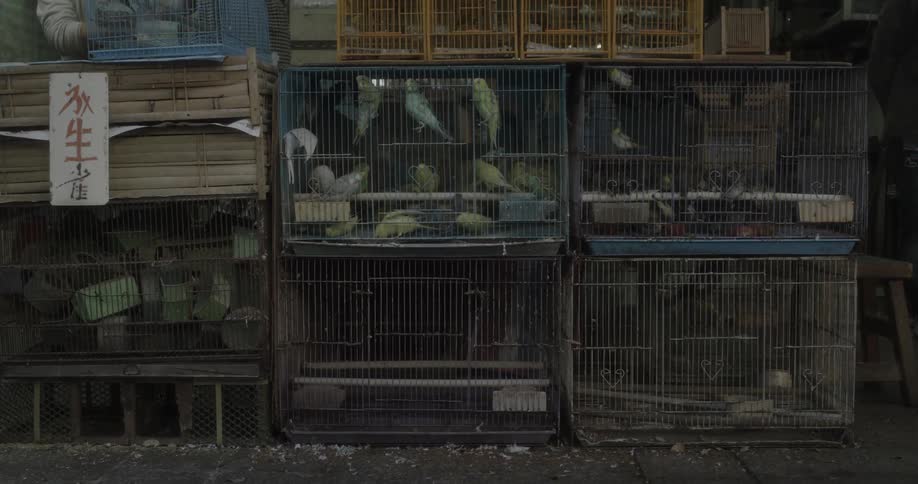 A person walks past a bird coup with a shop owner nearby