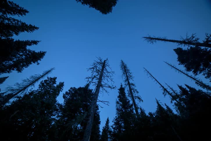 View looking up at tall trees on a clear day