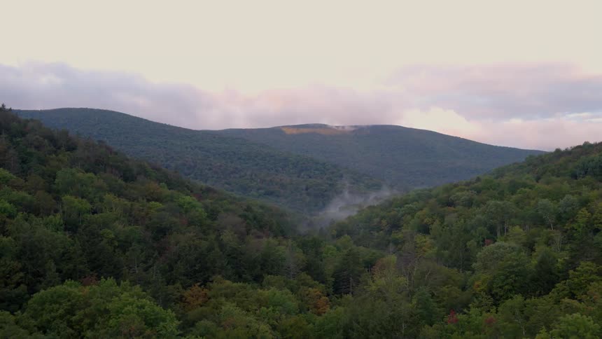 Forest of green trees in the mountains on cloudy day