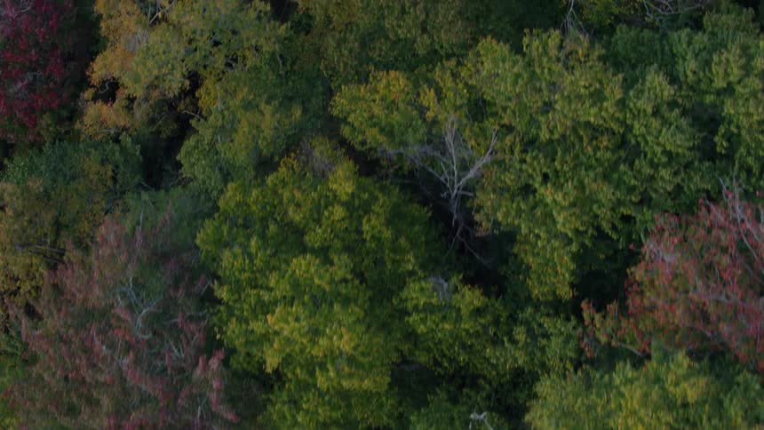 The forest is lush full of yellow, red and green leaves