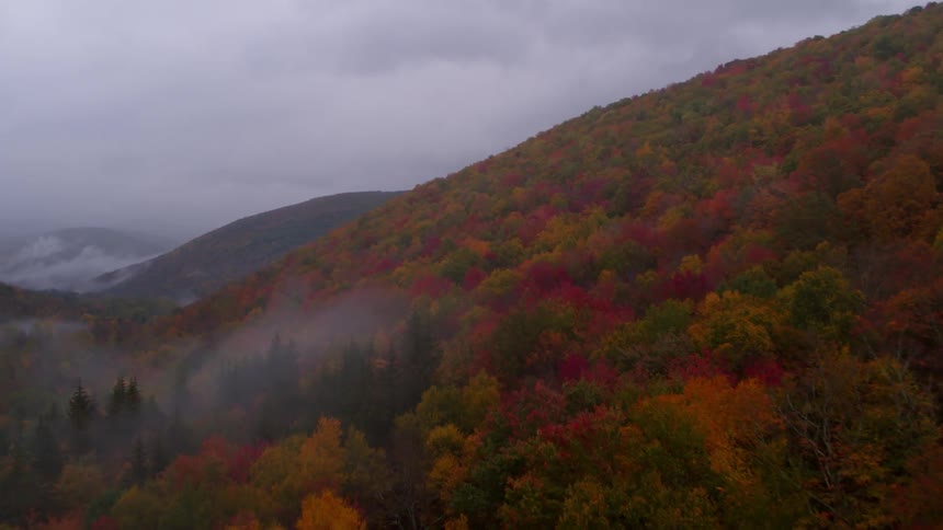 Fog covers part of this mountain covered with trees
