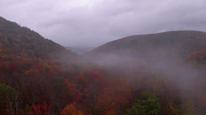Fog over an autumn forest