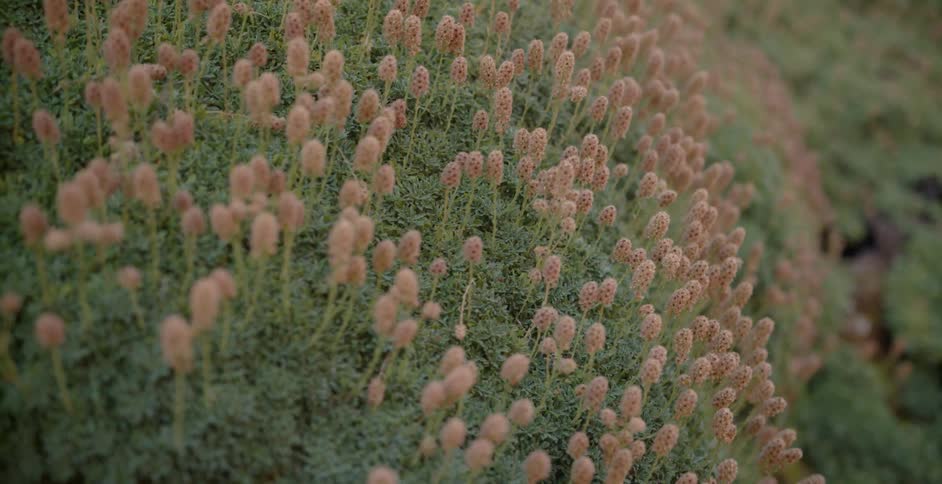 Plants blowing in the wind in a field