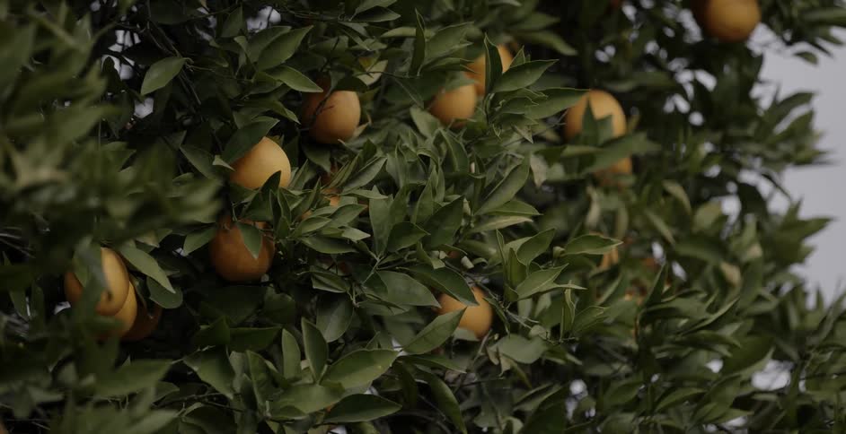 Close up of fruit on a tree