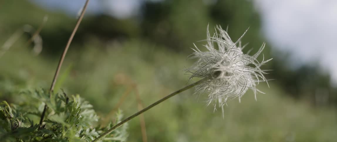 Close up of a dandelion