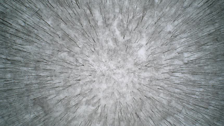 The bare tree tops and ground of a snow covered forest