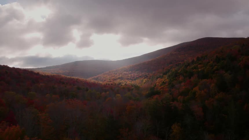 Colorful autumn trees in forest on cloudy day