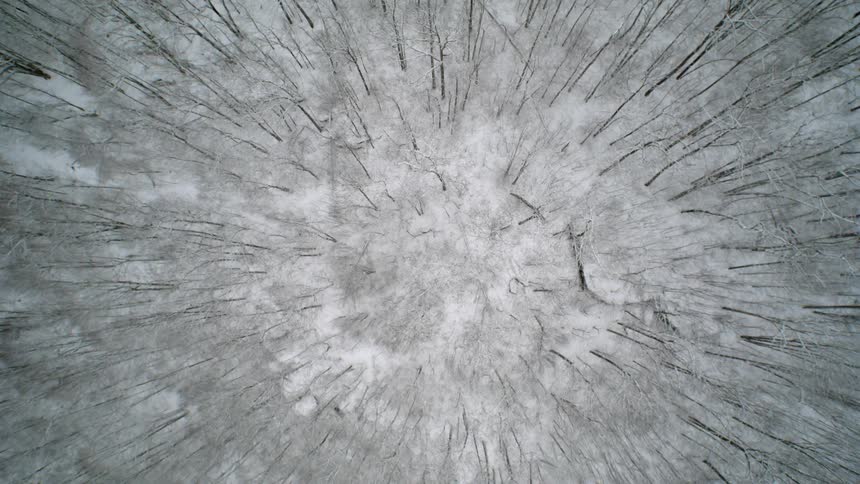 The forest is bare and covered with ice below