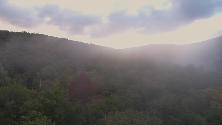 Fog covers some of the trees on this mountain ahead