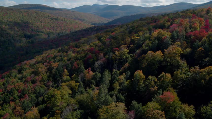 Colorful autumn trees in forest on cloudy day