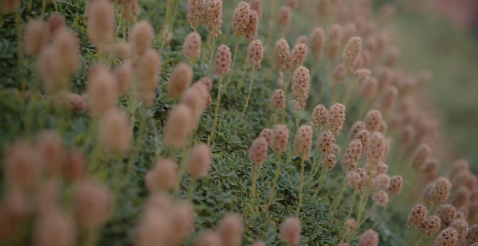 Clover-like flower stalks sway in the breeze during the day