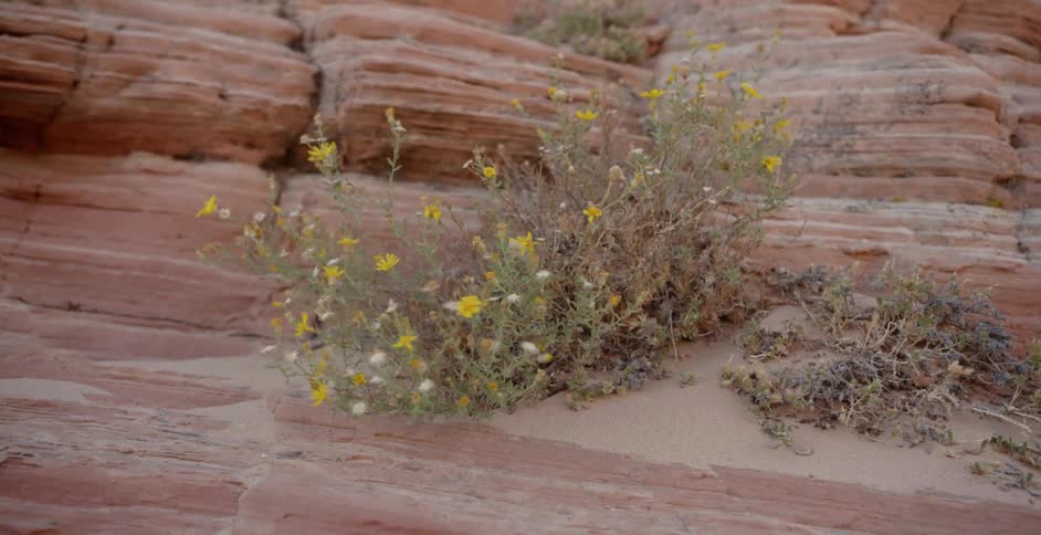 The wind blows the desert flowers on the canyon