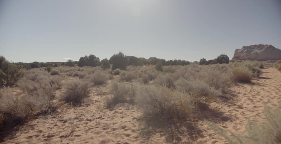 A view of a desert filled with brush