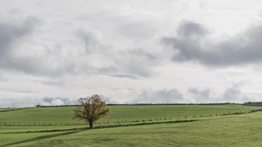 Clouds roll over lone tree on grassy plains