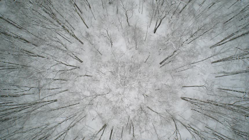 Bare trees in forest with snow covering the ground