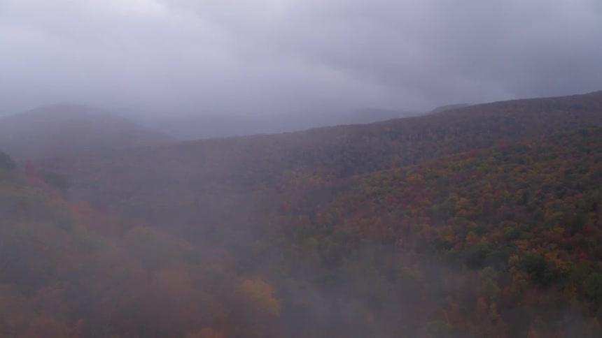 Fog hangs over the treetops on a mountain slope