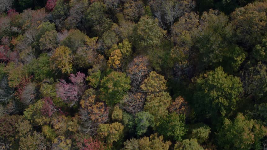 Colorful autumn trees in forest