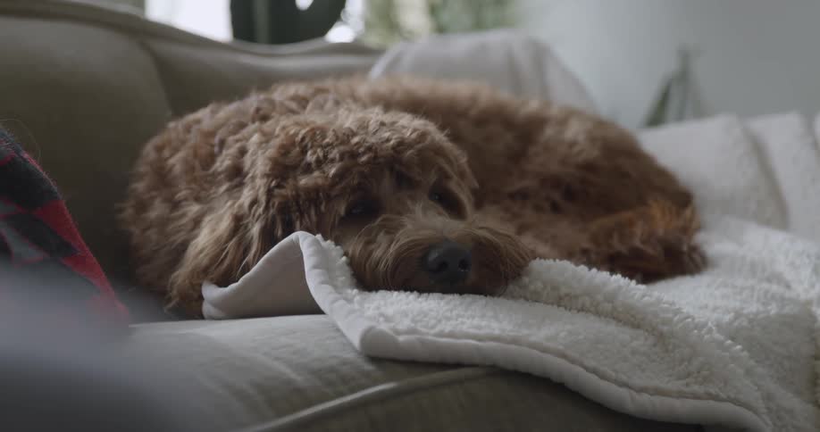 A shaggy brown dog sleeps on a couch