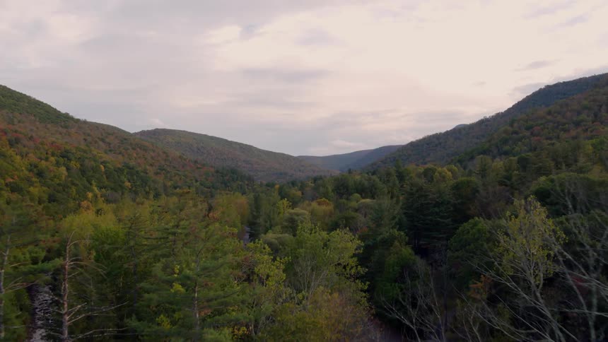 A dense forest has tall trees and heavy clouds above