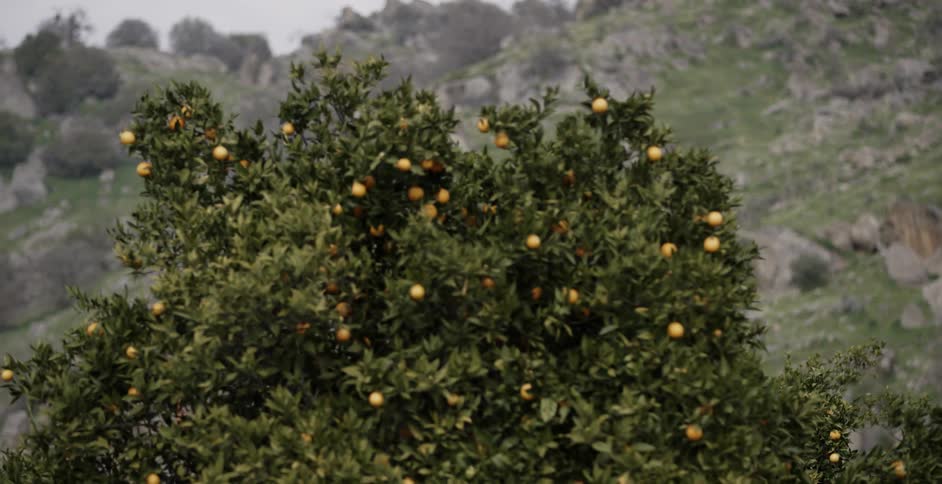 A view of some fruit bush on the side of a hill