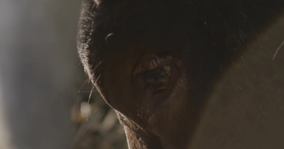 The eye of a bull standing outside during the day