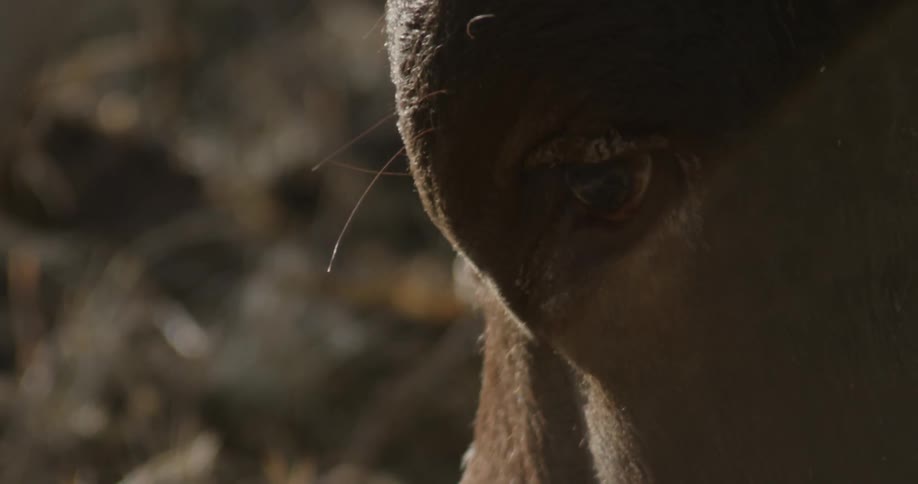 A bull blinks its eyes