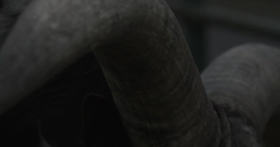 The horns of a bull