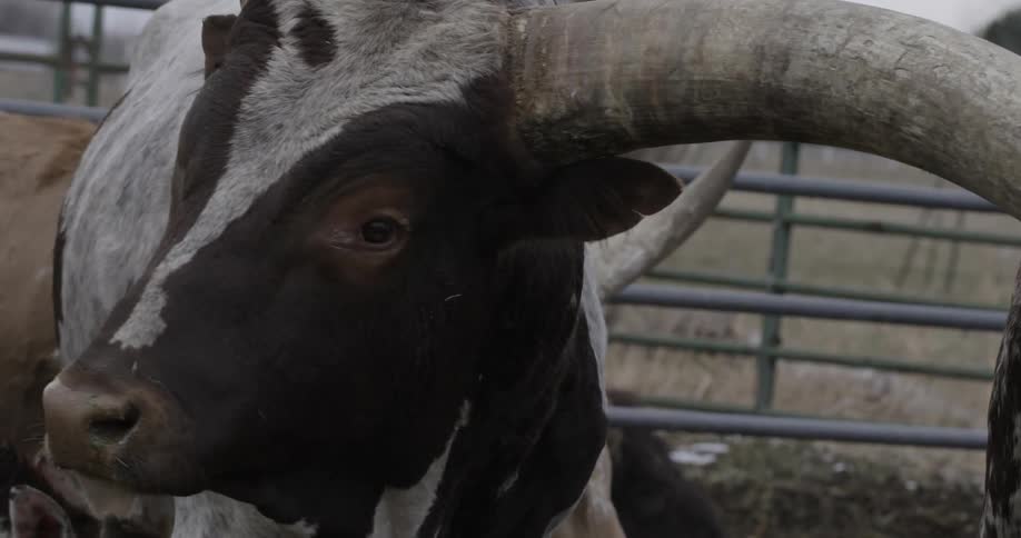 An ox is chewing by a gate