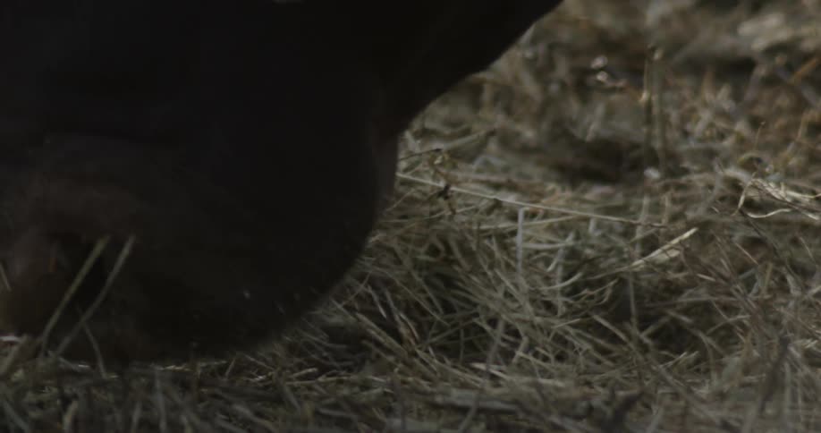 Cattle's face as it eats grass