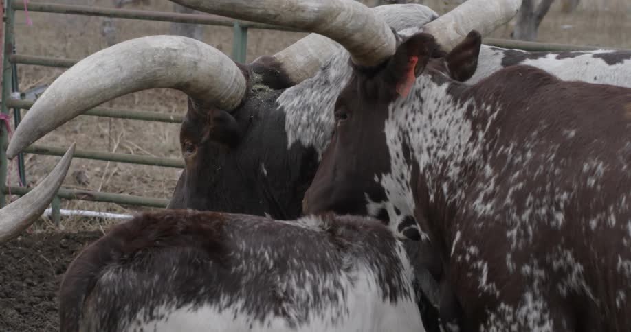 Bulls stand in a fenced area on a ranch