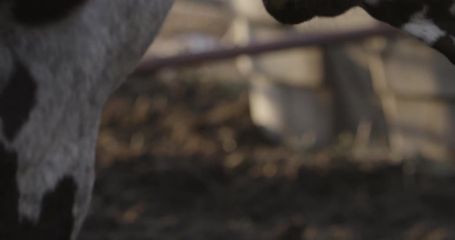 Two cows outside during the day