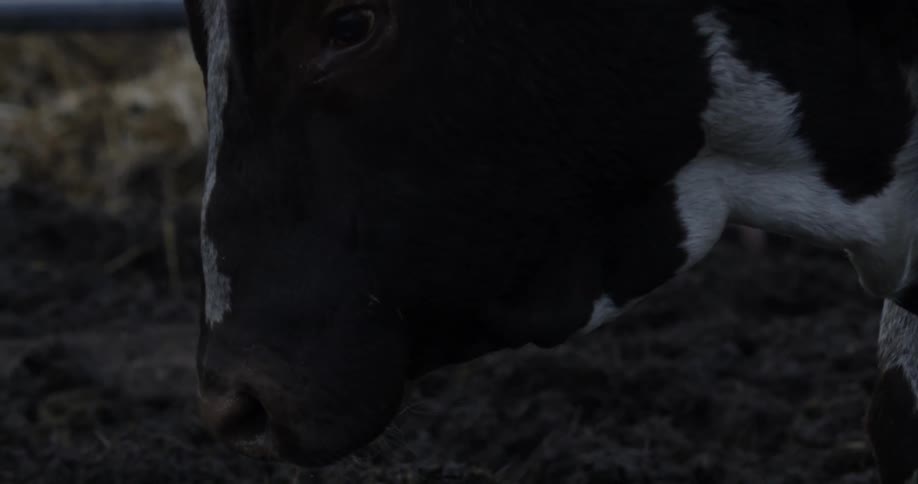 An ox goes down into the mud to graze