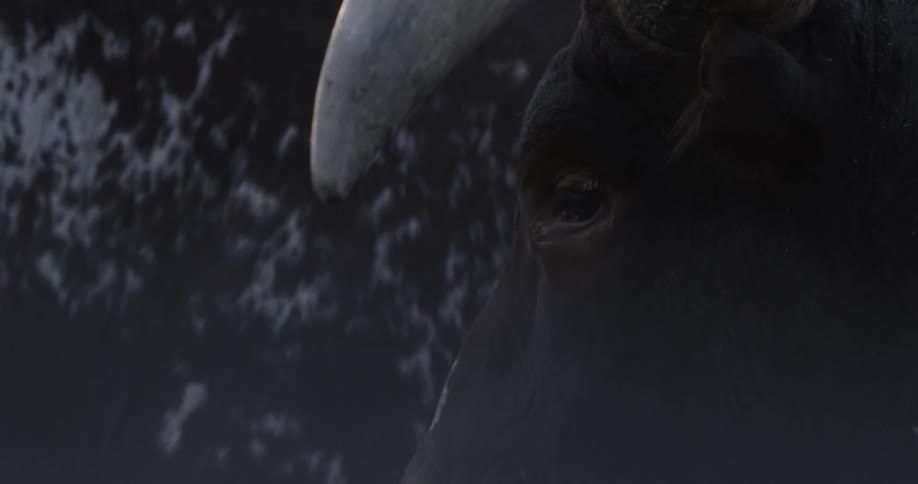 Extreme closeup of a bull and its horn outdoors