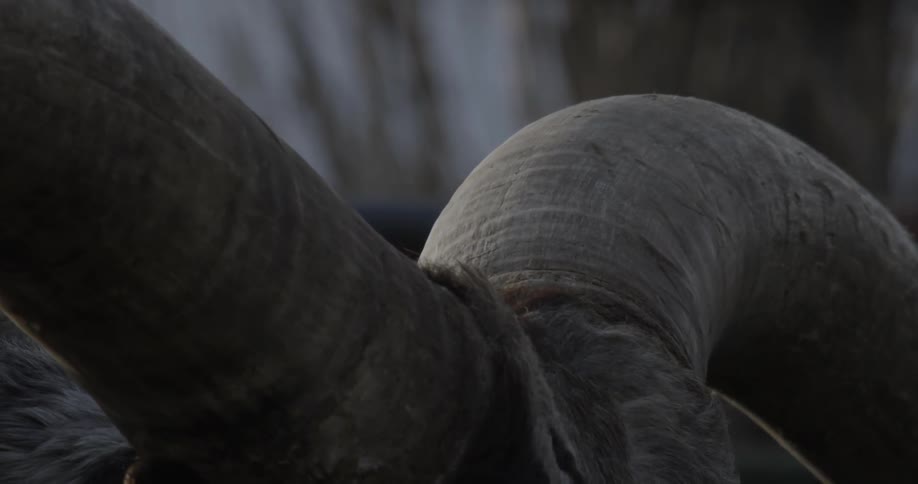 An animal with horns turns its head