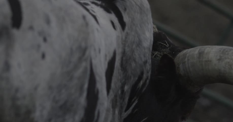 A long horned cow's ear twitches