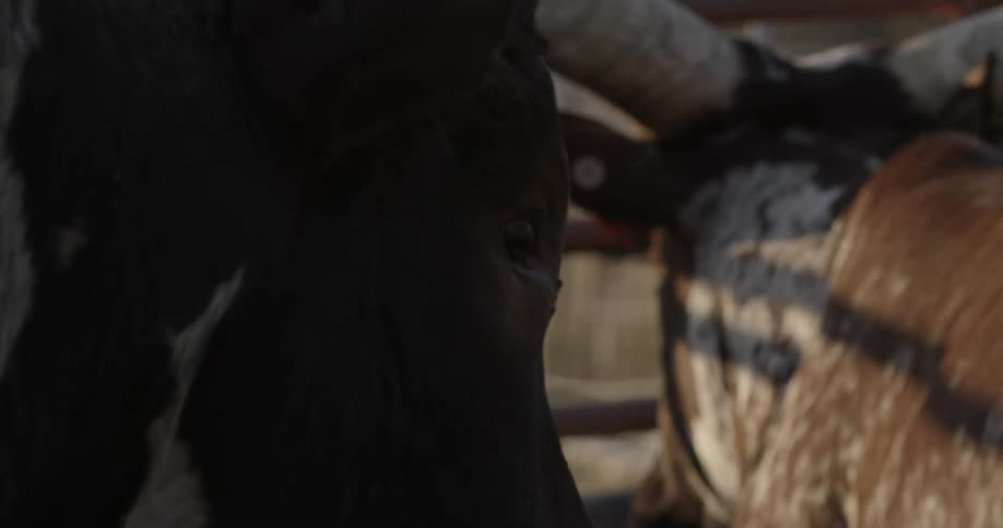 Long horned cows in a pen