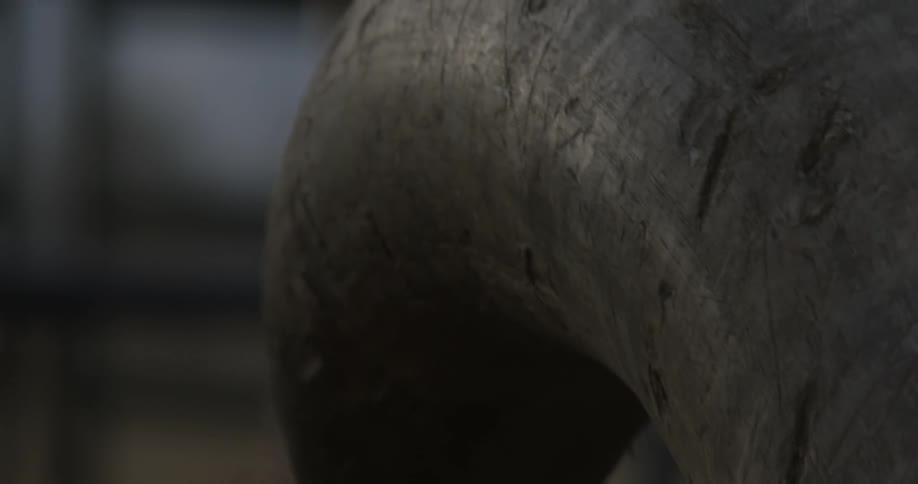 Extreme closeup of a bull's horn outdoors