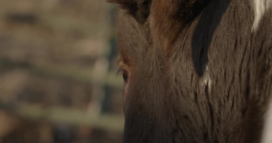 A brown ox slowly turns