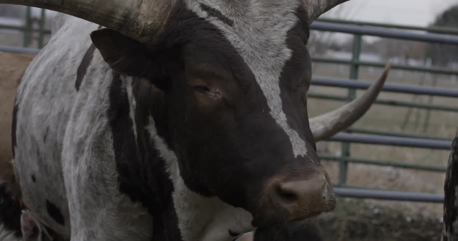 Bulls are fenced in on a ranch
